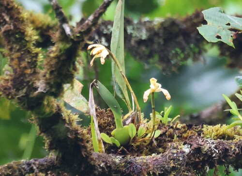 Maxillaria porrecta, photograph 5