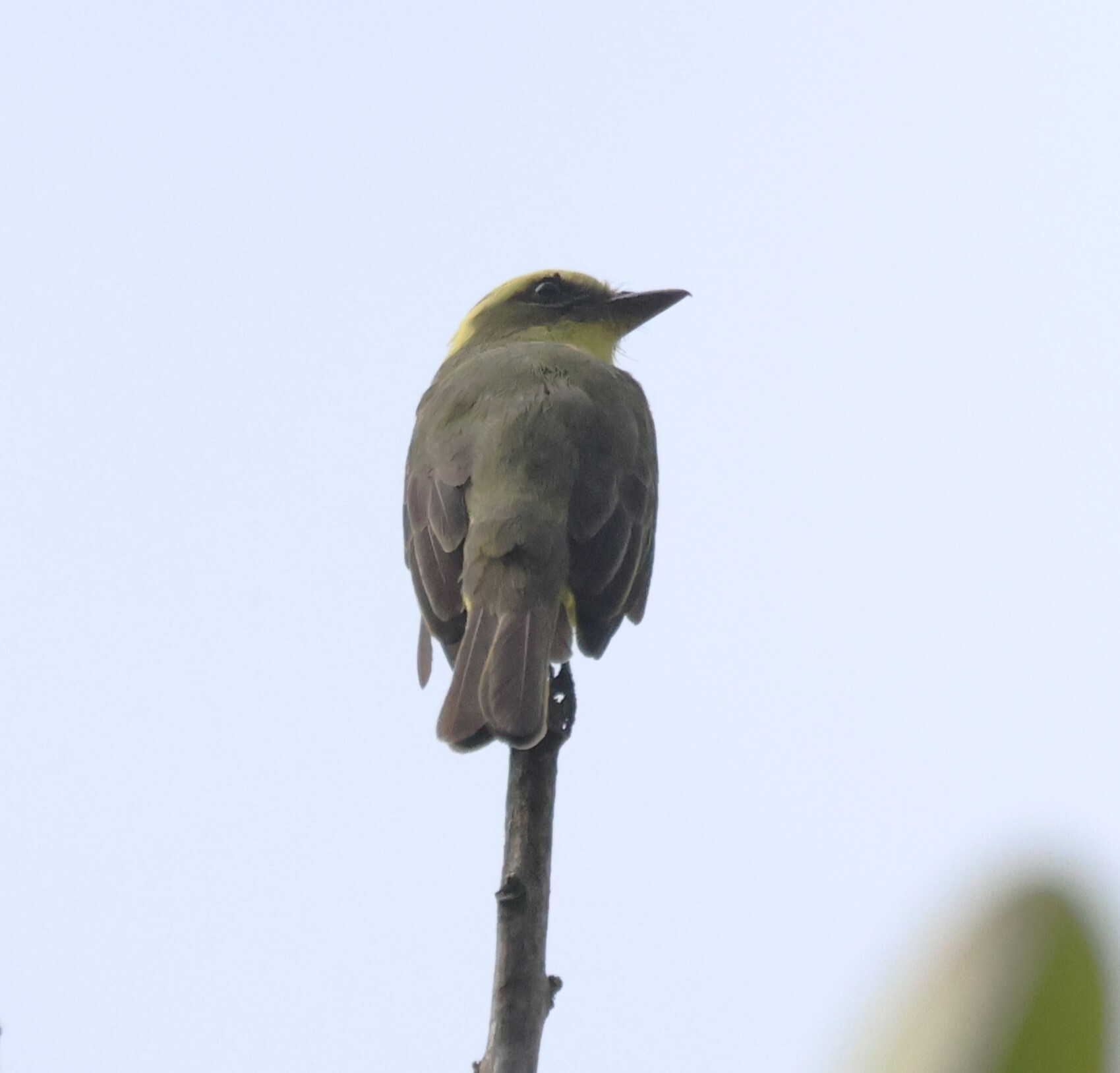 Lemon-browed Flycatcher (Conopias cinchoneti), photo 5