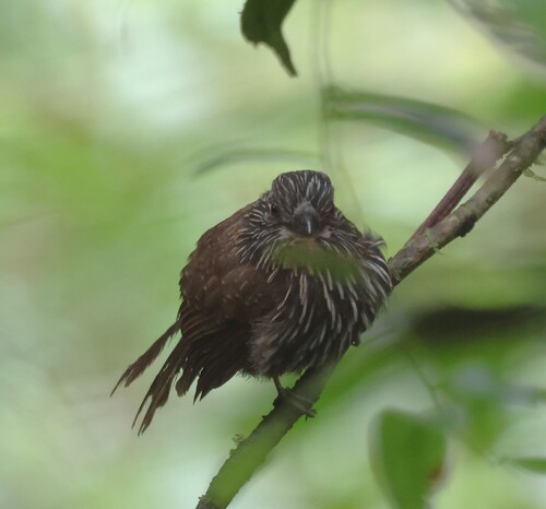 Black-streaked Puffbird (Malacoptila fulvogularis)