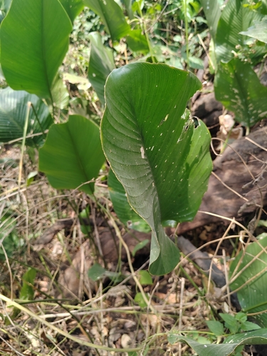 Thaumatococcus daniellii