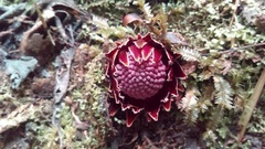 Langsdorffia hypogaea