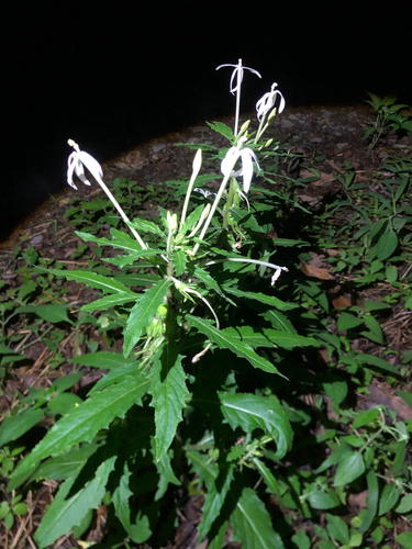 Hippobroma longiflora