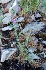 Astragalus varius