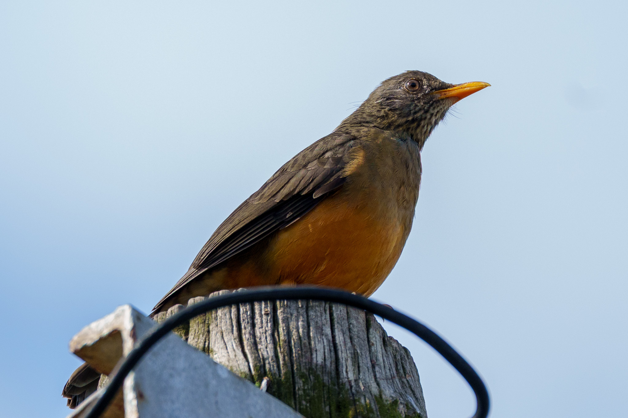 Olive Thrush (Turdus olivaceus), photo 4