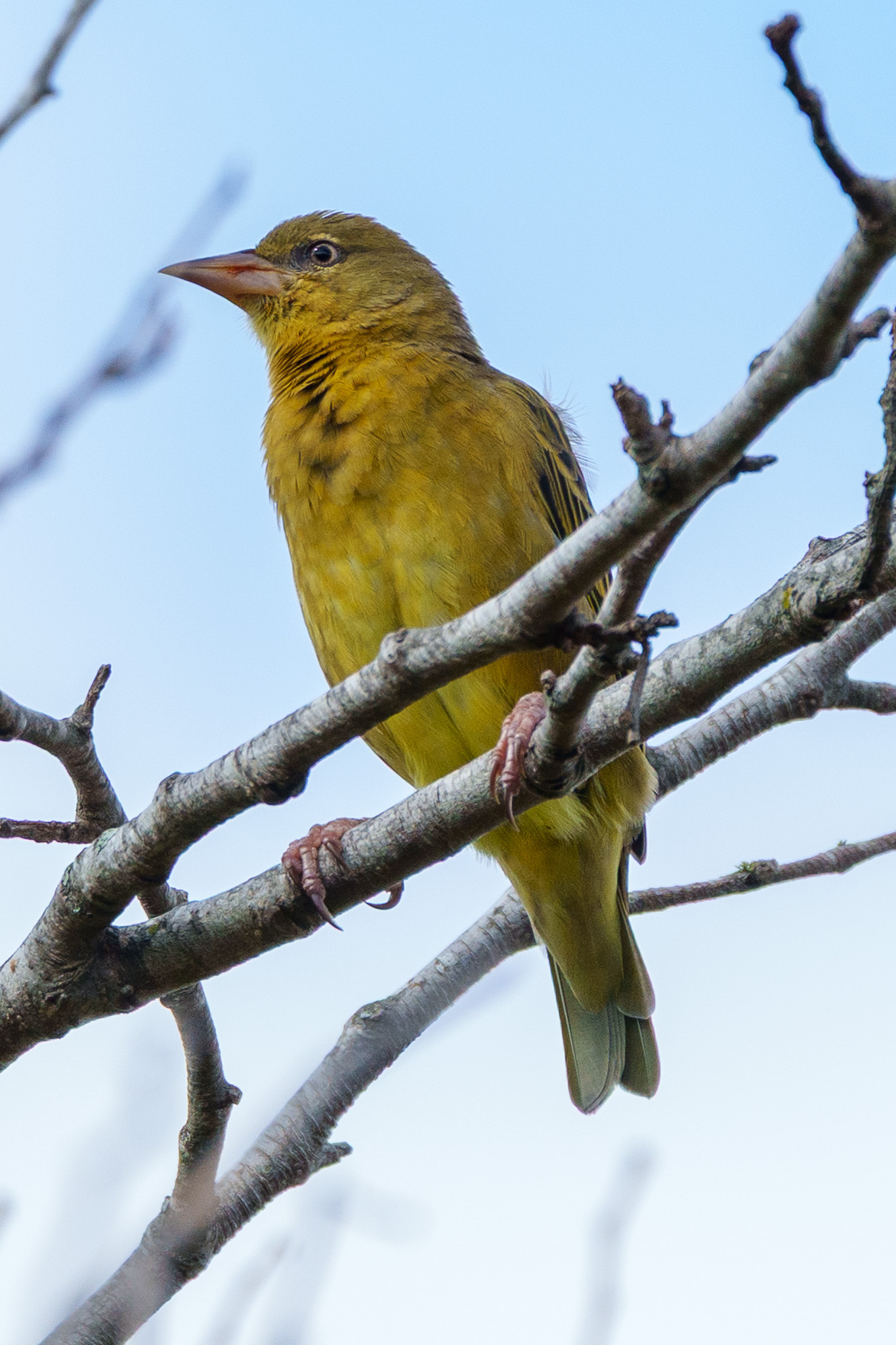 Cape Weaver (Ploceus capensis), photo 7