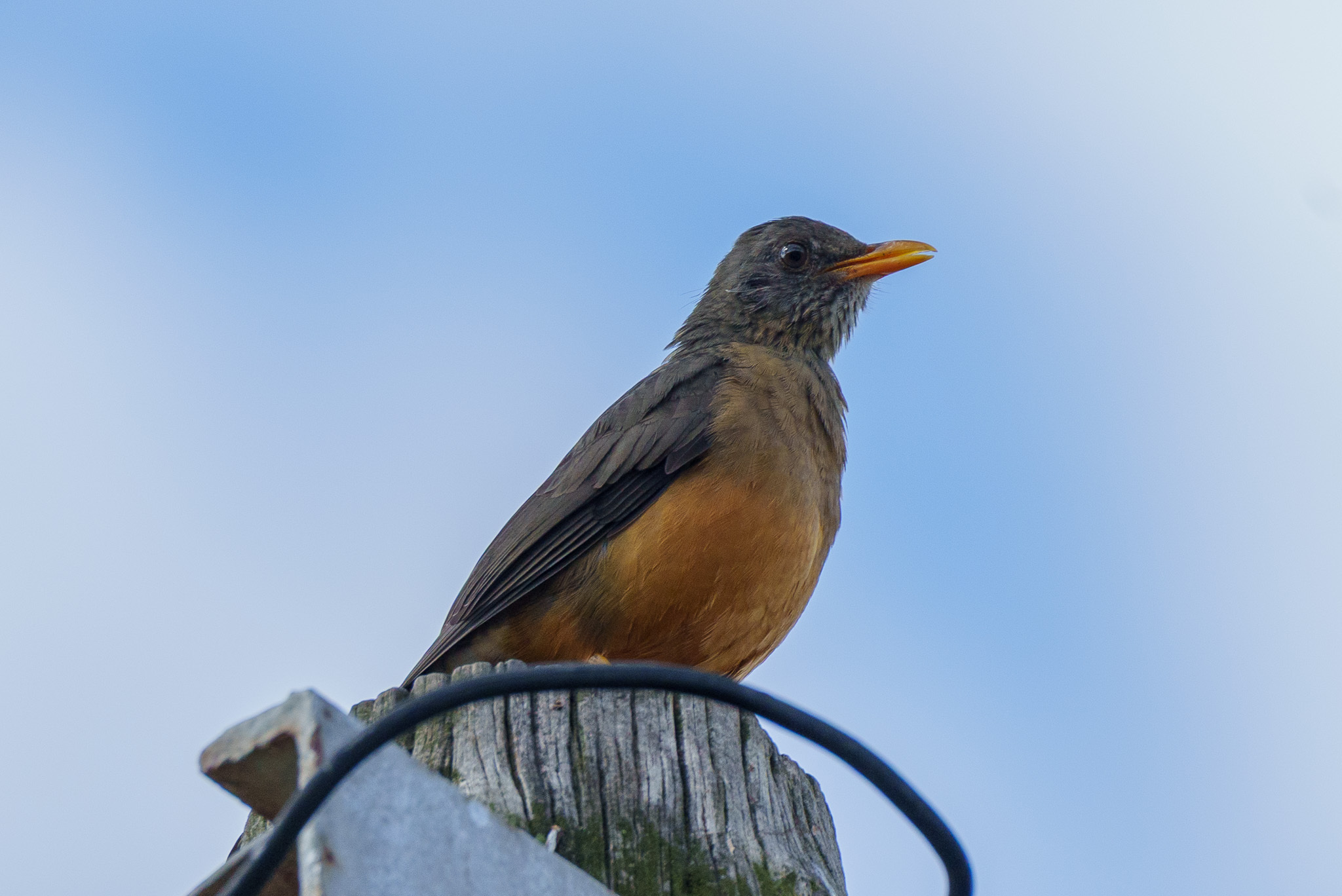 Olive Thrush (Turdus olivaceus), photo 5
