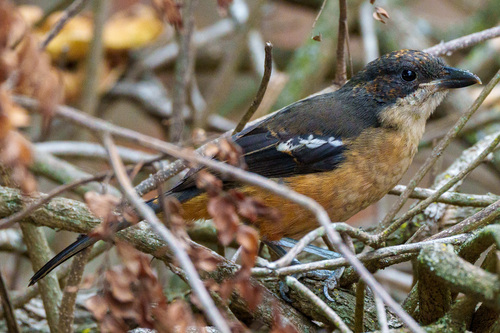 Southern Boubou (Laniarius ferrugineus), photo 4