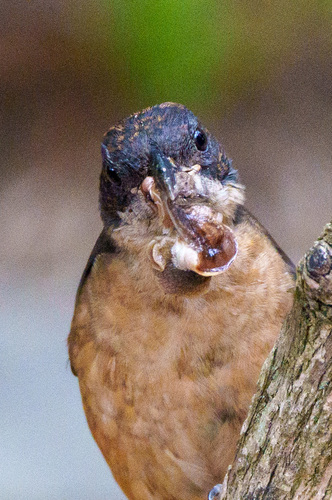 Southern Boubou (Laniarius ferrugineus), photo 5