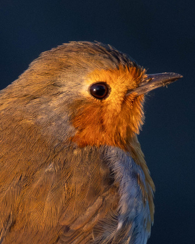 Petirrojo europeo (Erithacus rubecula)