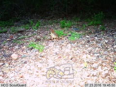 Sylvilagus cunicularius insolitus