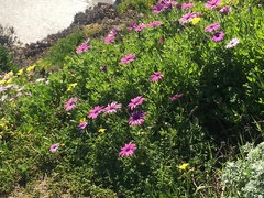 Dimorphotheca ecklonis