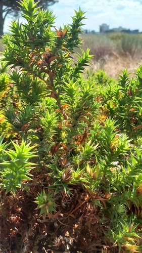 Heart Capegorse (Aspalathus cordata)