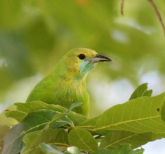 Chloropsis jerdoni