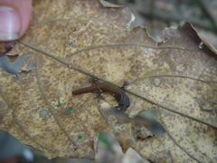 Sphaerodactylus