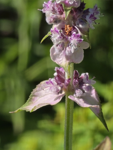 Platostoma rotundifolium, 2026-02-05