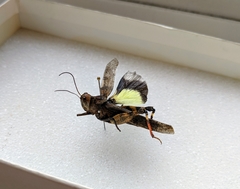 Spharagemon saxatile