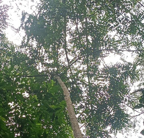 Sapindus rarak observed 2026-01-28