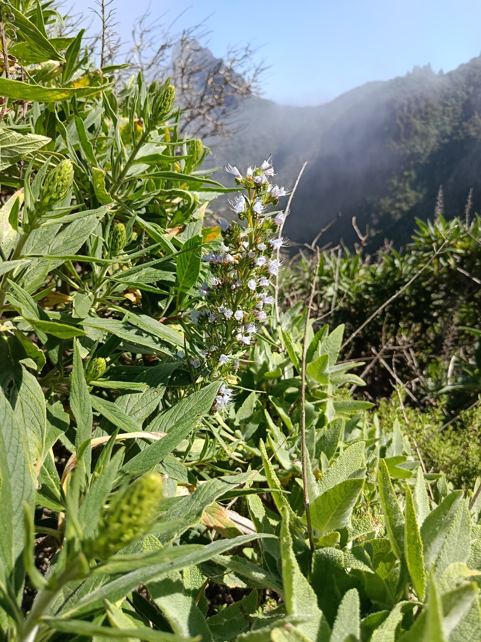 Tajinaste azul