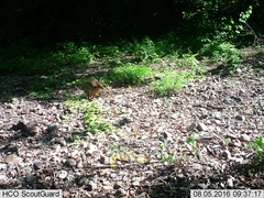 Sylvilagus cunicularius insolitus