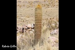 Trichocereus tarijensis