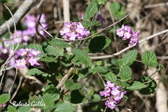 Lantana megapotamica