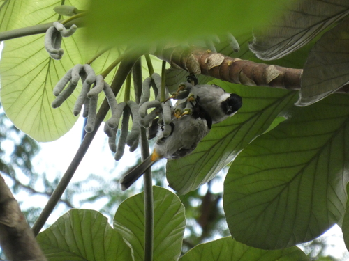 Pycnonotus aurigaster
