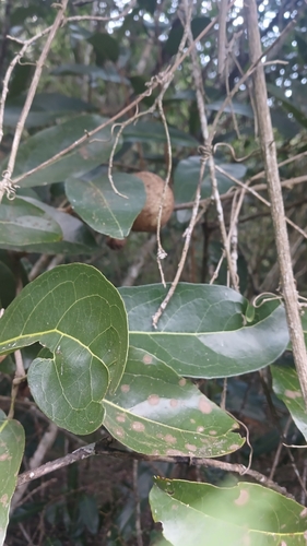 Morisonia americana