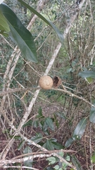 Morisonia americana, photograph (c) Mario Guzmán, some rights reserved (CC BY)