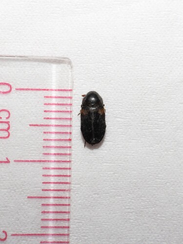 Dermestes carnivorus, 2026-02-05