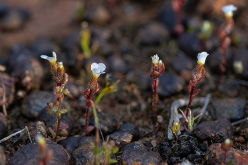 Hairy Stylewort (Levenhookia dubia)