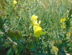 Linaria dalmatica
