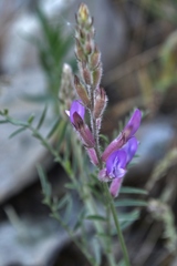 Astragalus varius