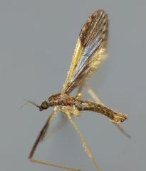 Molophilus pulcherrimus