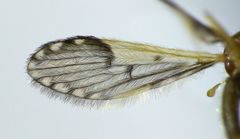 Molophilus pulcherrimus