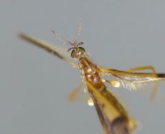 Molophilus pulcherrimus