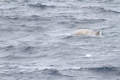 Hyperoodon planifrons