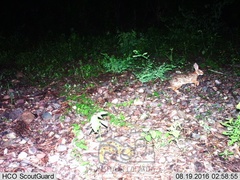 Sylvilagus cunicularius insolitus