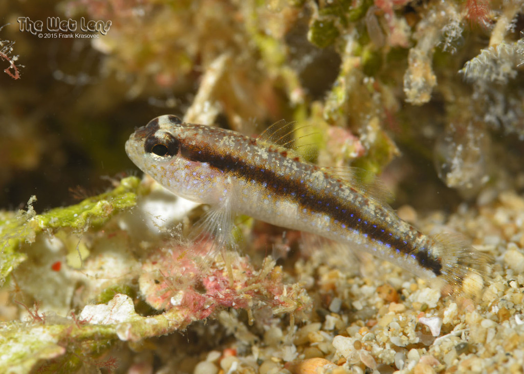 Striped goby (Asterropteryx striata) — Gobiidae