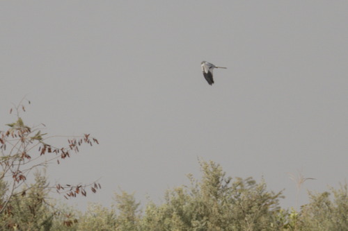 Montagu's Harrier (Circus pygargus), photo 4