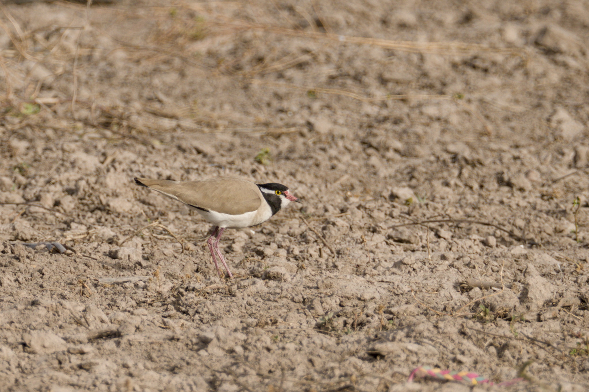 Black-headed Lapwing (Vanellus tectus), photo 6