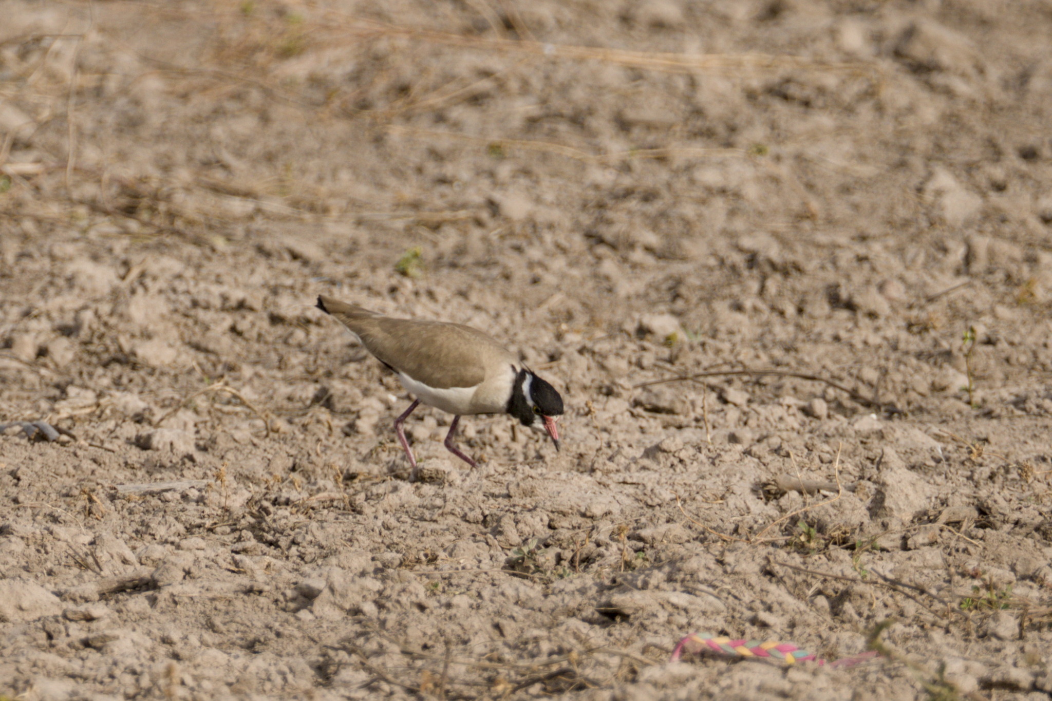 Black-headed Lapwing (Vanellus tectus), photo 7