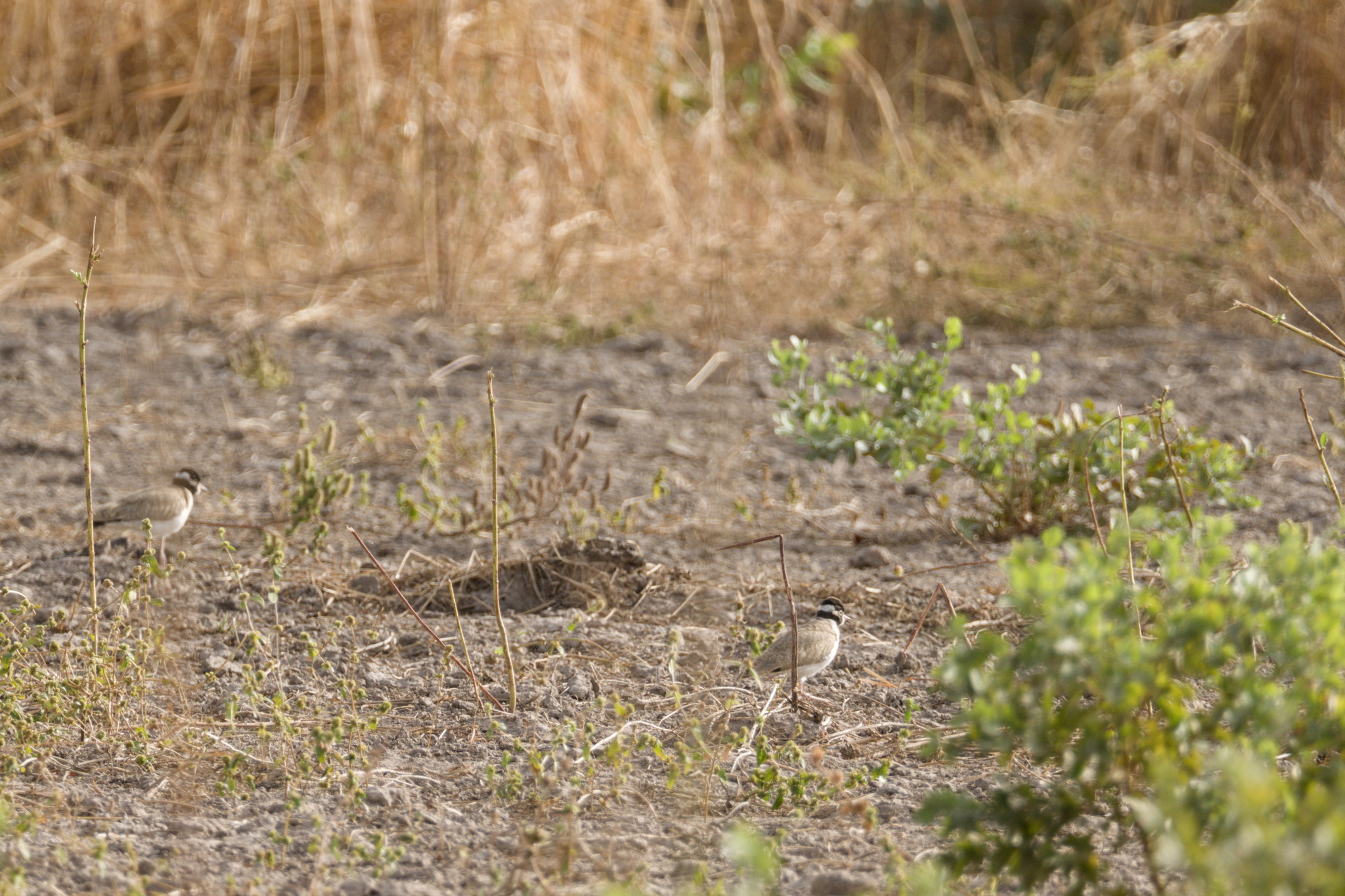 Black-headed Lapwing (Vanellus tectus), photo 9