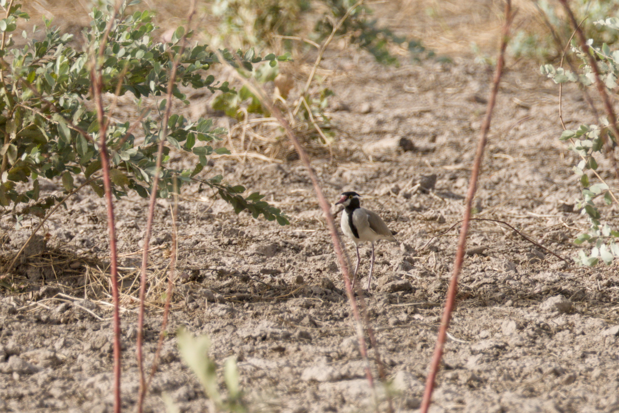Black-headed Lapwing (Vanellus tectus), photo 8