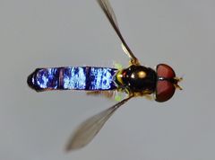 Allograpta hollowayae