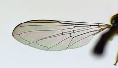 Allograpta hollowayae