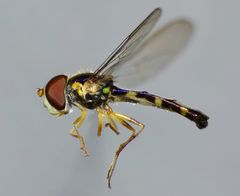Allograpta hollowayae
