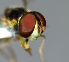 Allograpta hollowayae