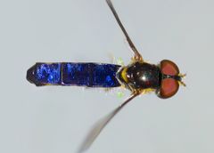 Allograpta hollowayae