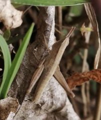 Dichromorpha prominula