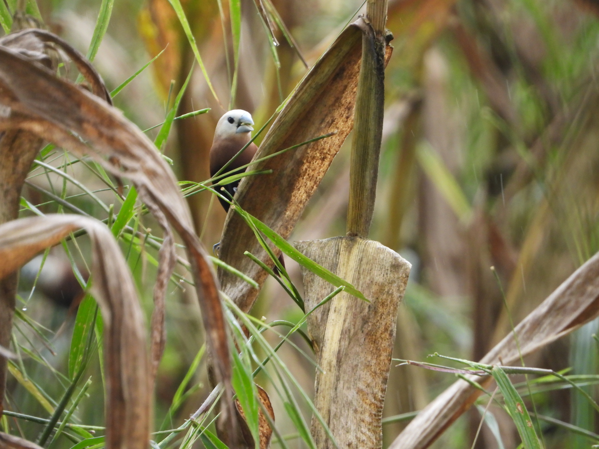 White-headed Munia (Lonchura maja), photo 3